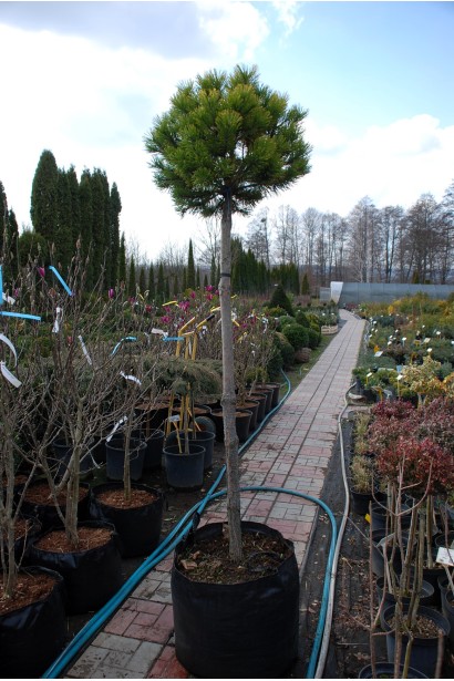 Сосна горная Винтер Голд на штамбе